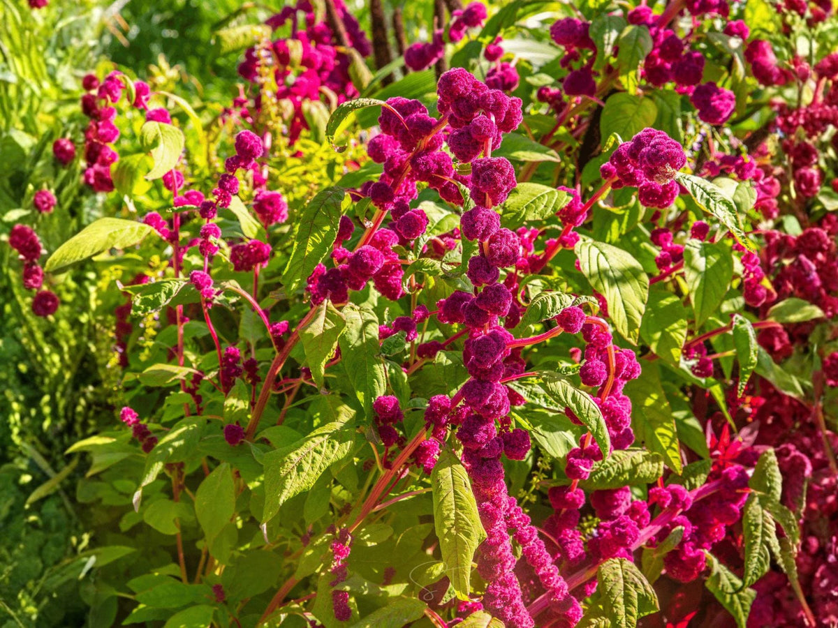 Love Lies Bleeding Flower Seeds | Amaranthus Caudatus Ornamental Plant | Deep Red Tassels, Garden & Landscape Planting