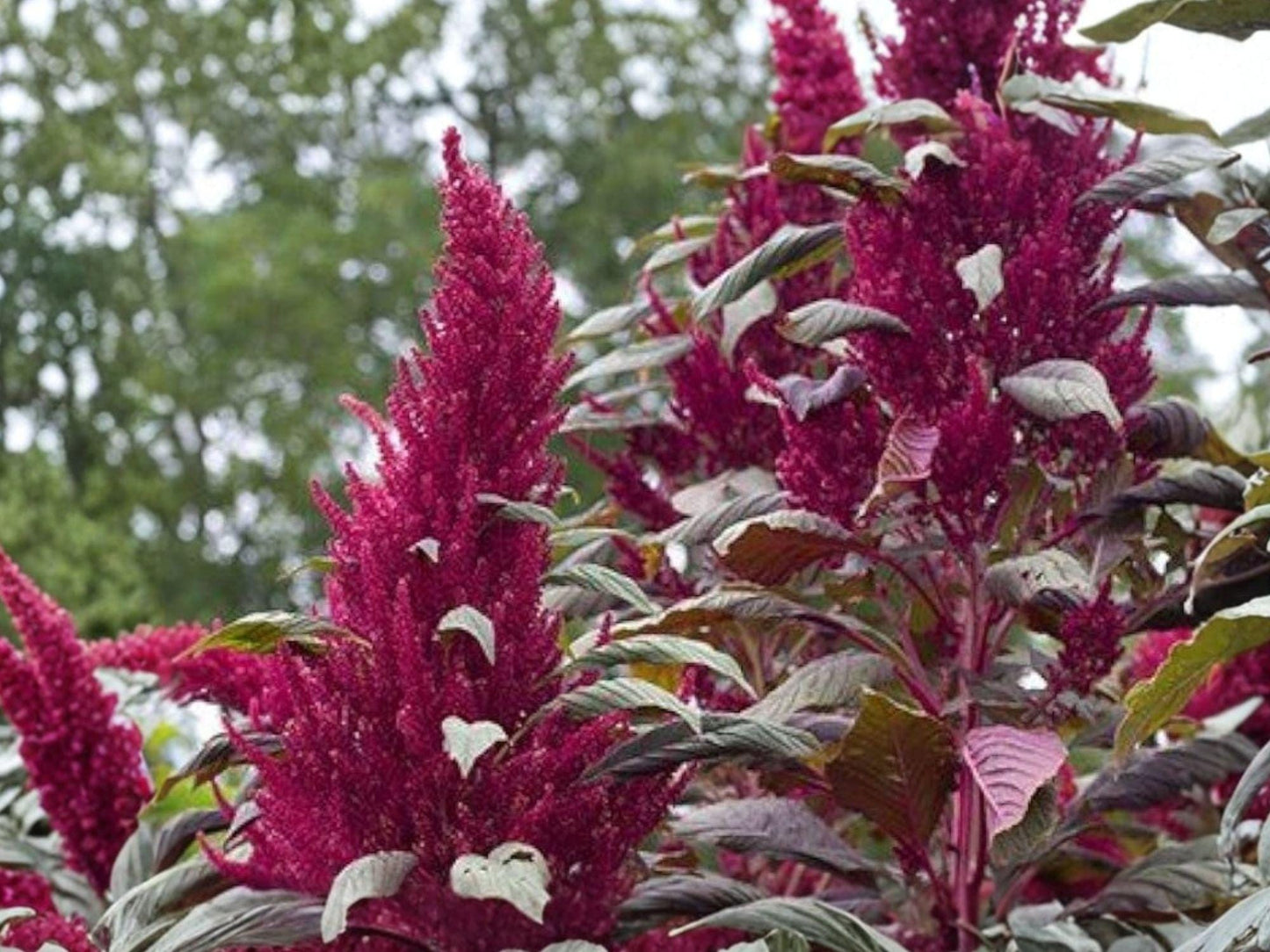 Red Garnet Amaranth Seeds | Ornamental Foliage Plant | Amaranthus Tricolor | Colorful Garden Border Plant