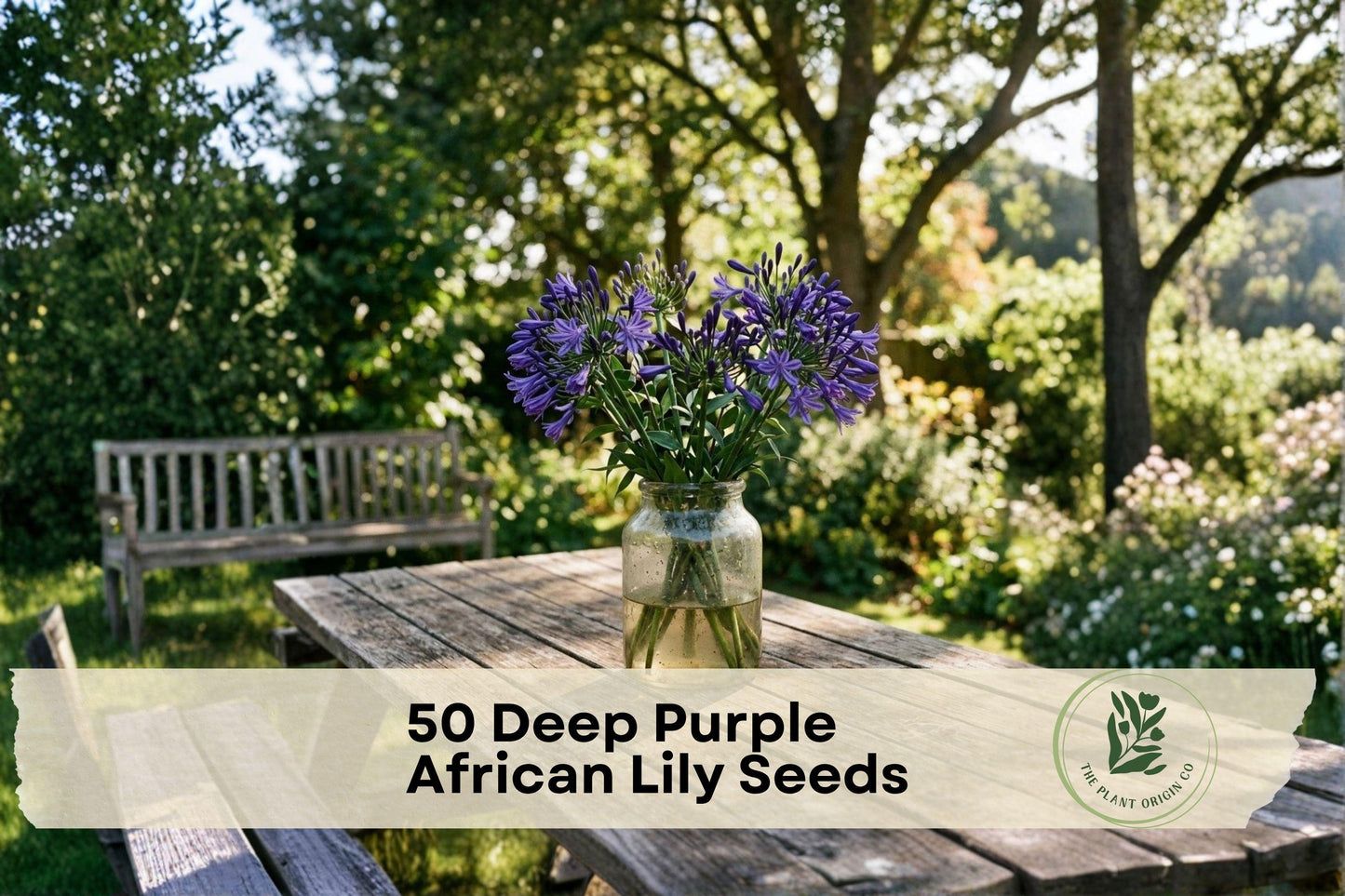Deep Purple African Lily Seeds - Agapanthus spp. Flower Seeds for Garden Beds, Borders, and Landscape Planting, 50 Pack