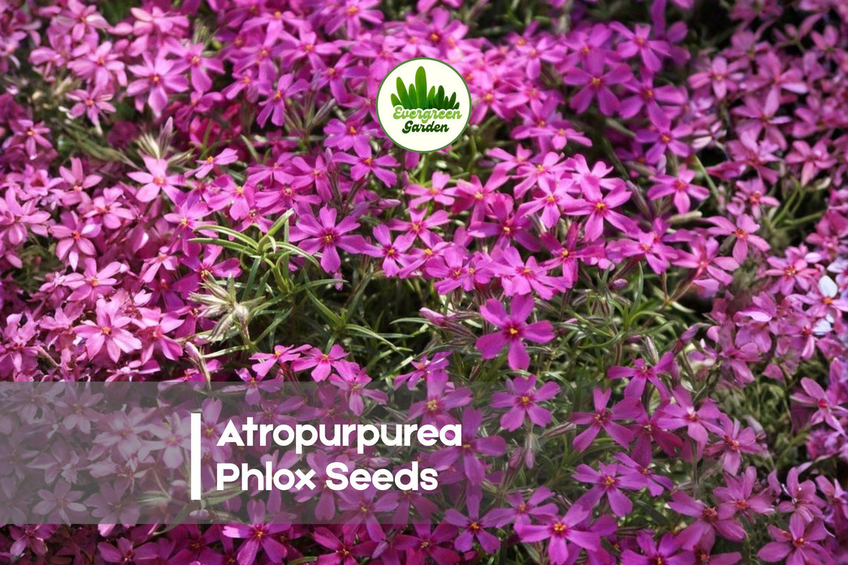 Atropurpurea Phlox Seeds – Crimson Red, Star-Shaped Blooms, Annual, Butterfly & Pollinator Friendly, 100+ Seeds