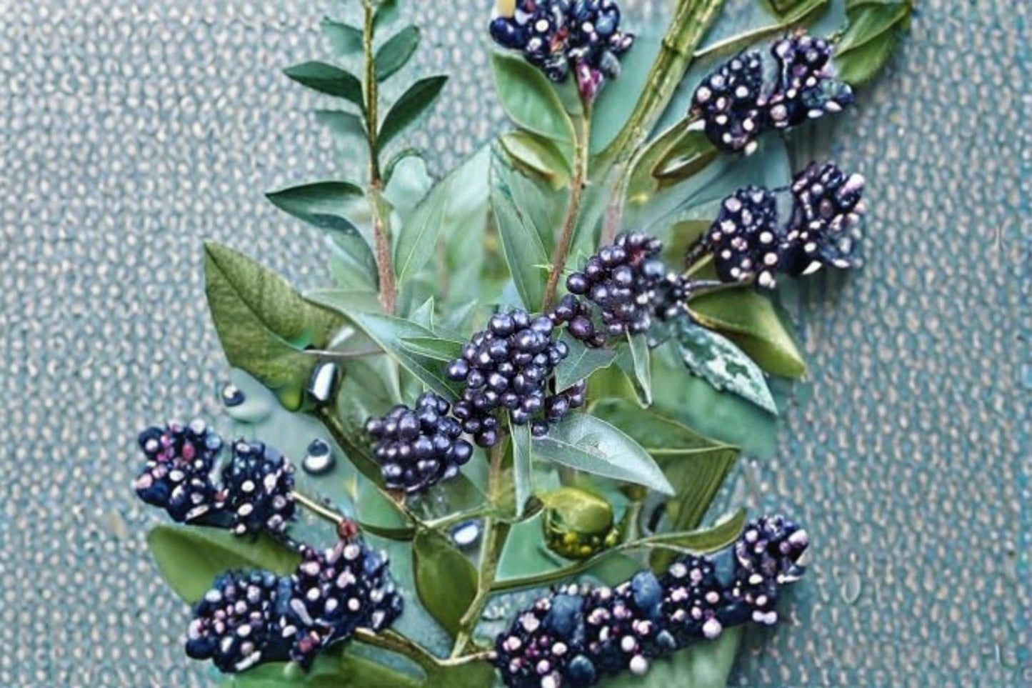 Common Privet Seeds – Ligustrum vulgare, Hedge Shrub, Ornamental Plant, Bush Seeds for Landscaping