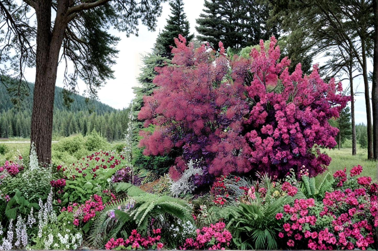 Blue Leaf Mimosa Seeds – Acacia baileyana purpurea, Evergreen Tree, Drought Tolerant, Garden & Landscape Planting, 30 Seeds