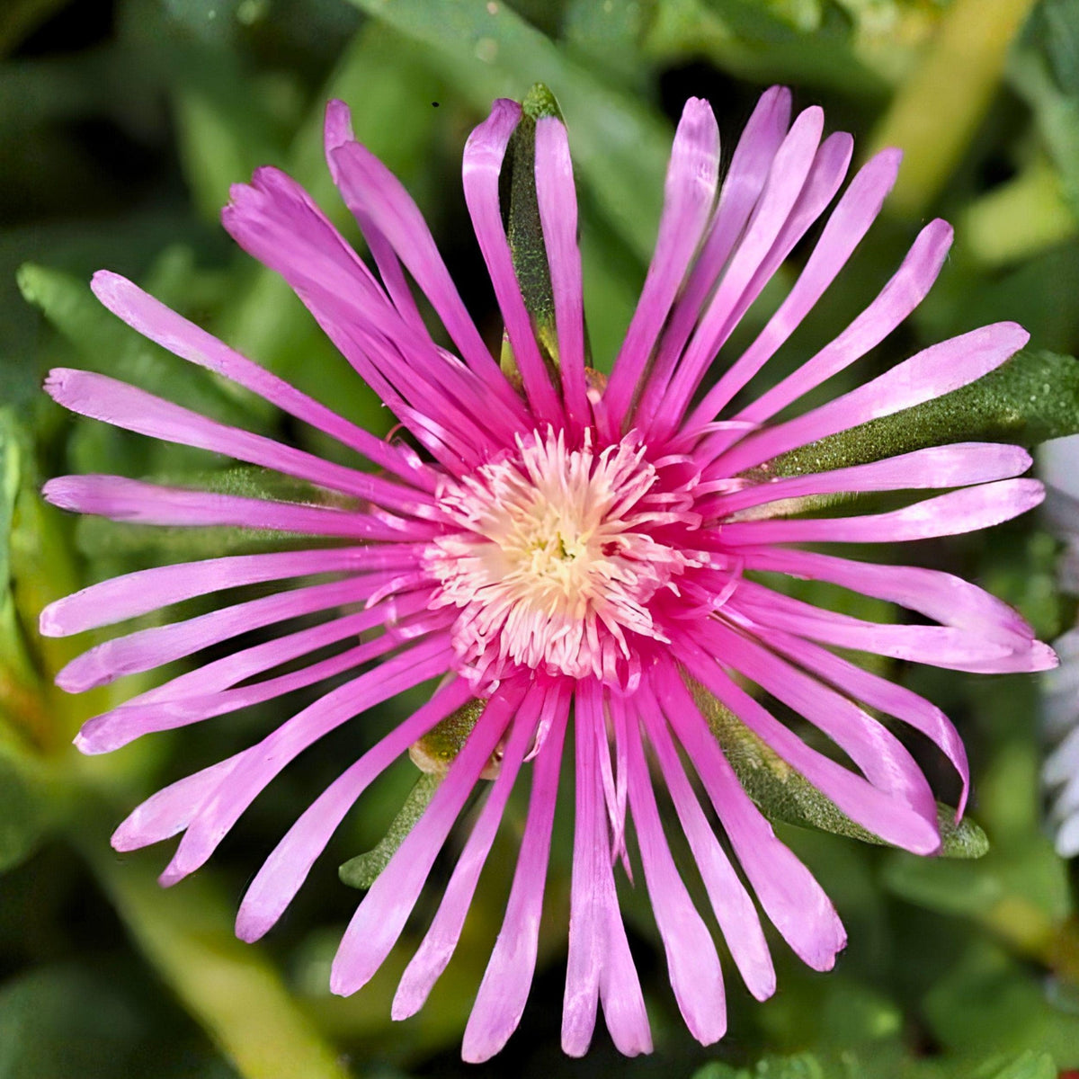 Creeping Ice Plant Cuttings 5-7 Inches Purple Pink Ground Cover Succulent 12 Pack Delosperma cooperi