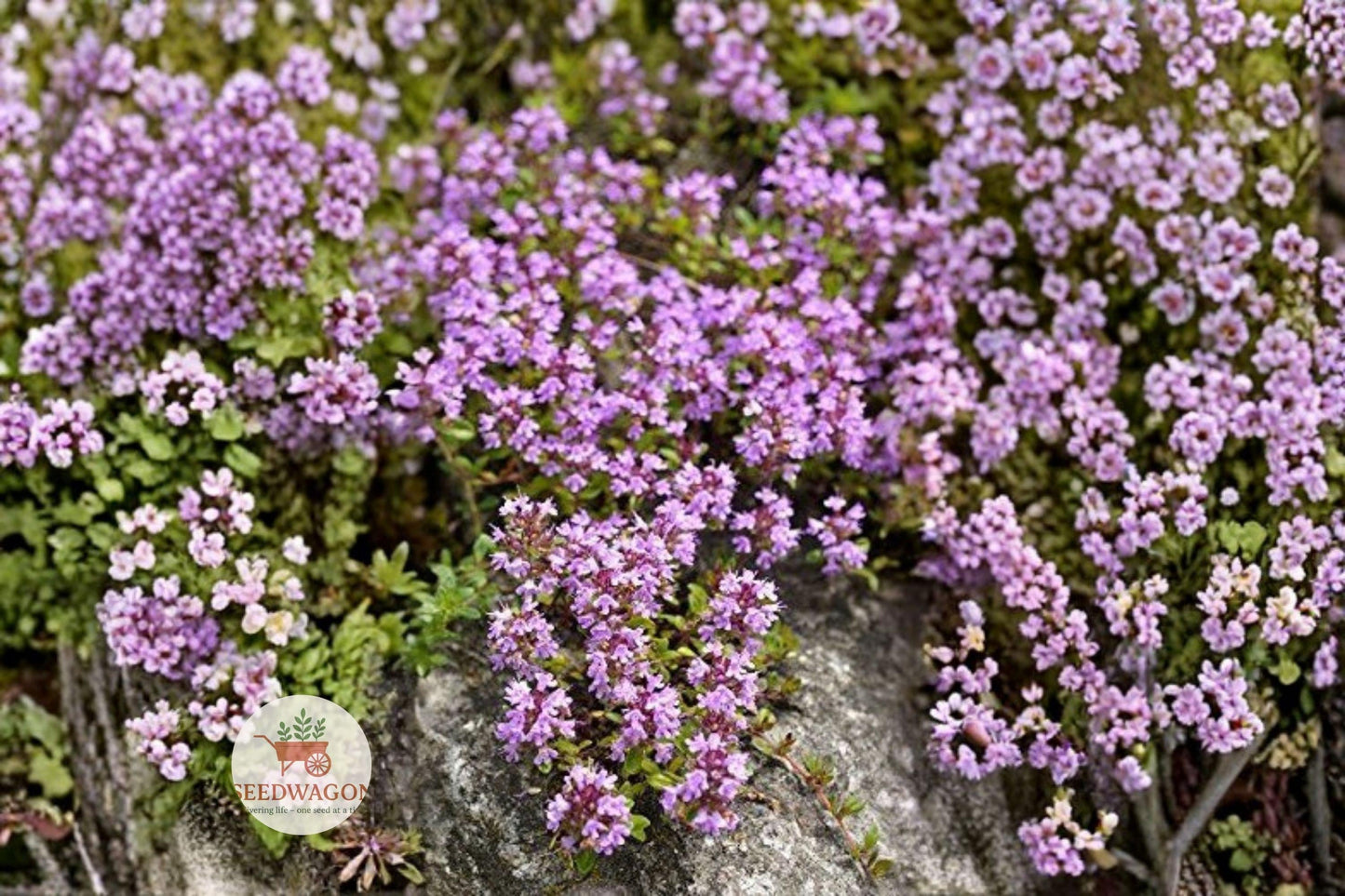 Creeping Thyme Seeds – Thymus serpyllum Ground Cover Herb for Pathways, Rock Gardens, Pollinator Gardens, 100 Seeds