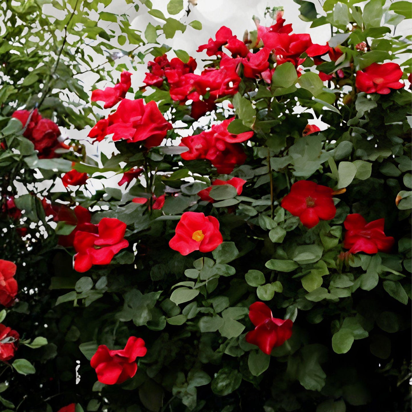 Wild Red Miniature Climbing Rose Bare Root Plant | Red Double Blooms | Rosa spp.