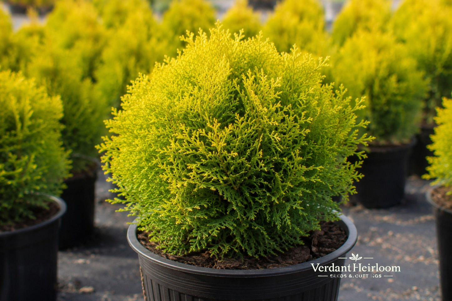 Golden Globe Arborvitae Cuttings – 10 Unrooted Evergreen Shrub Plants – Thuja occidentalis ‘Golden Globe’