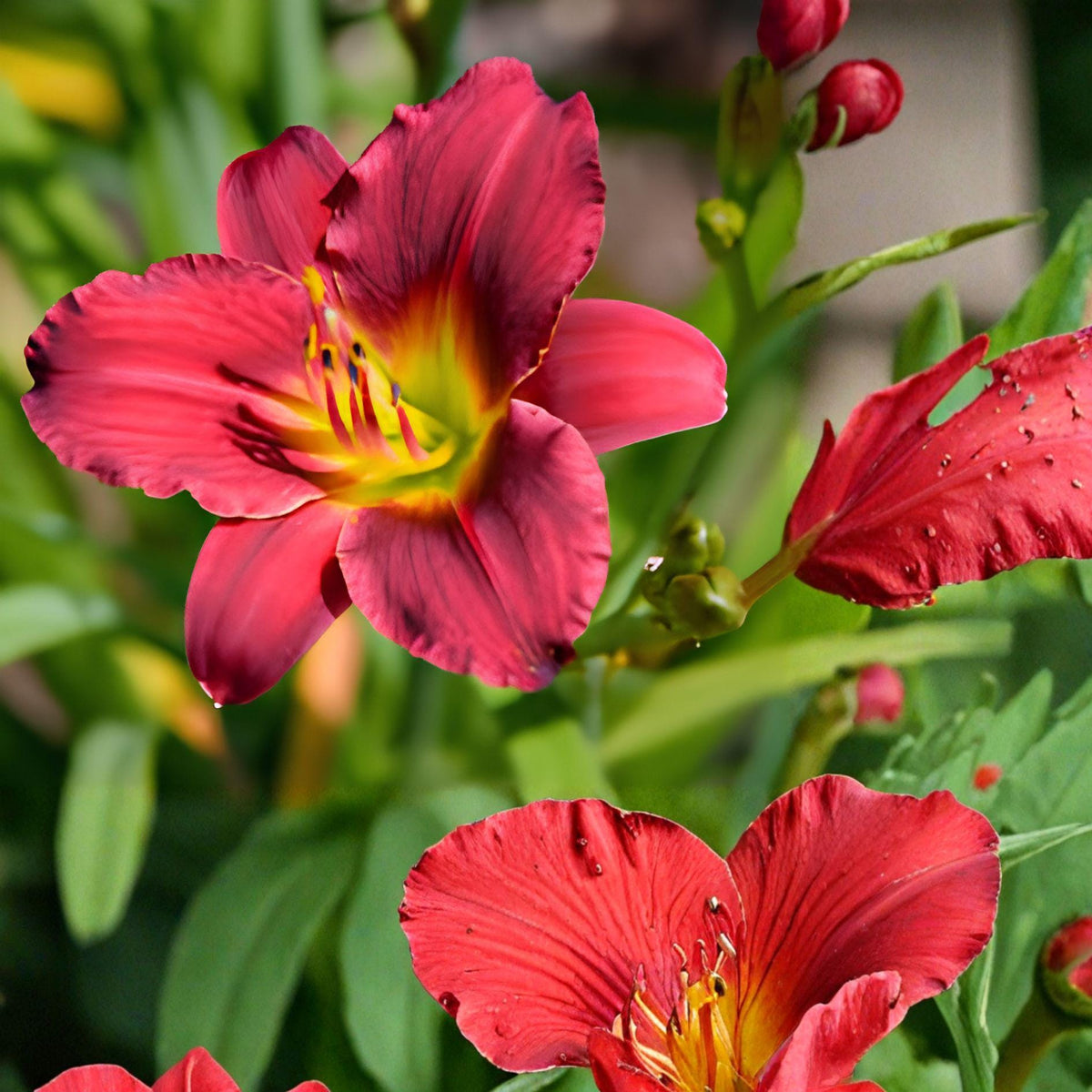 Ruby Stella Daylily Bare Root Fan | Hemerocallis ‘Ruby Stella’ | Reblooming Ruby Red Flower | Perennial Garden Plant