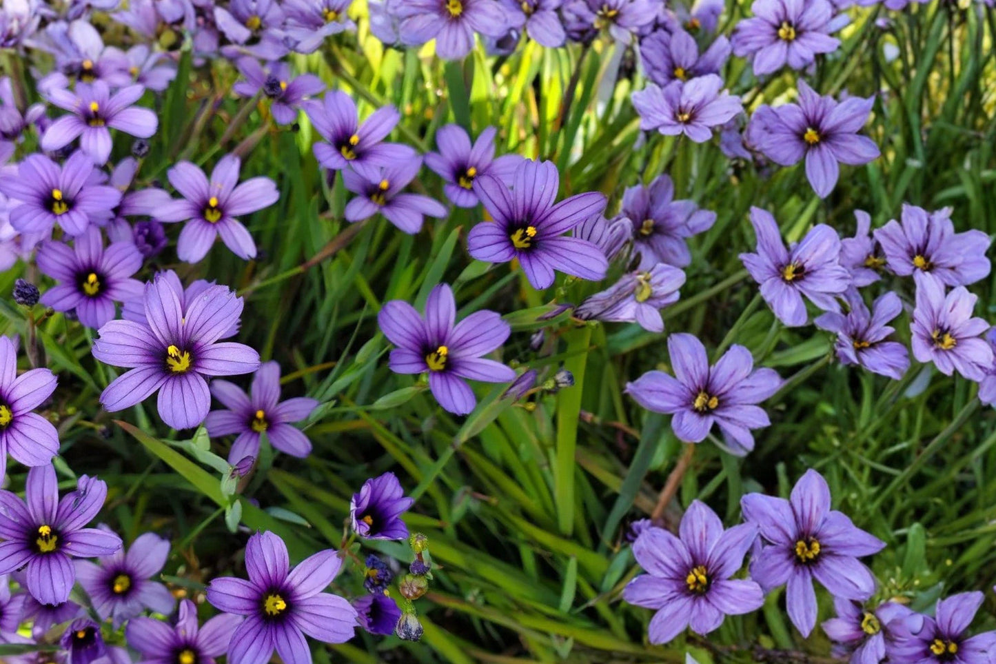 Blue-Eyed Grass Seeds, Sisyrinchium bellum, Perennial Wildflower for Borders & Gardens, 100 Seeds