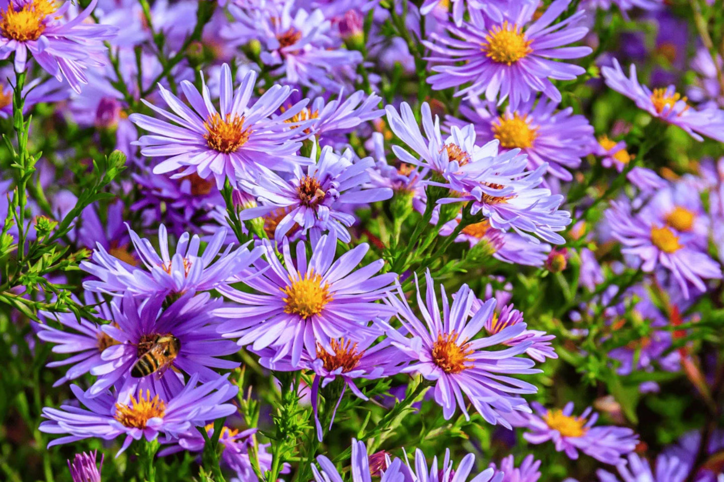 New England Aster Mix Seeds – Perennial Wildflower Blend with White, Rose, Violet, Purple Flowers – Symphyotrichum novae-angliae