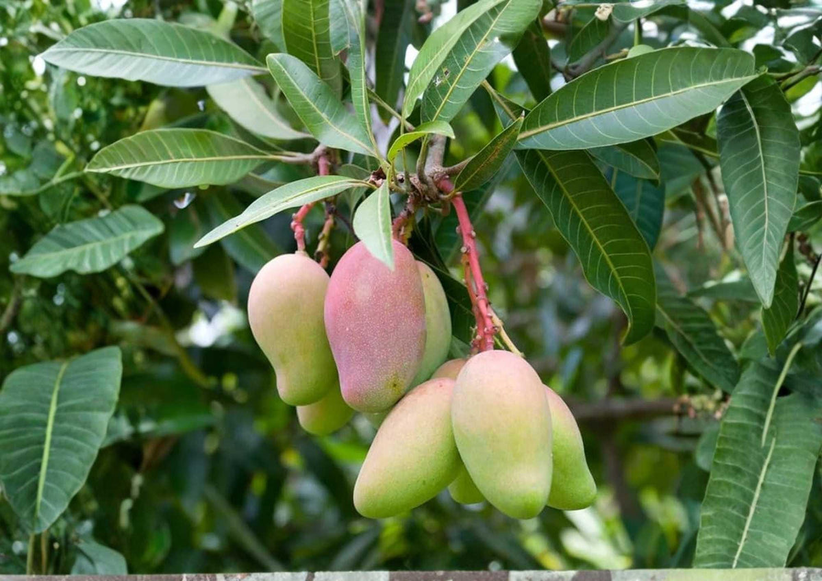 Grafted Mango Tree – July Variety, Live Fruit Tree, 3–4 Feet Tall, Mangifera indica, Tropical Edible Landscape Plant