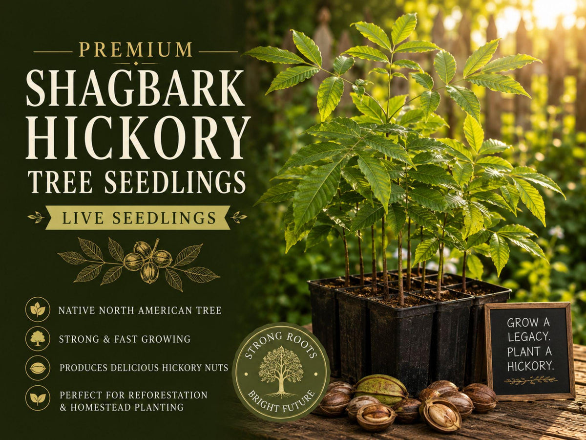 Shagbark Hickory Tree Seedling – Carya ovata Native Hardwood Deciduous Shade Tree for Landscaping
