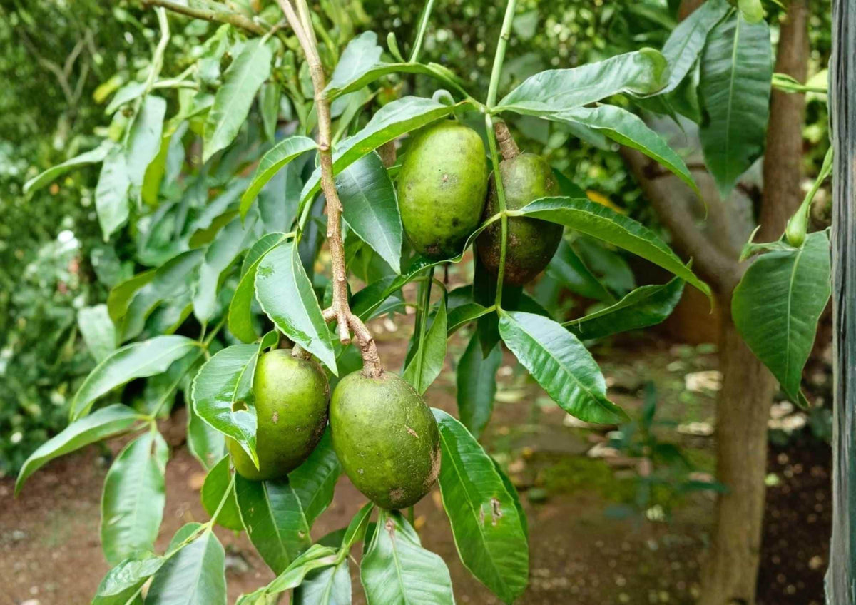 June Plum Live Fruit Tree – 2–3 Feet Tall – Spondias dulcis – Tropical Edible Landscape Tree