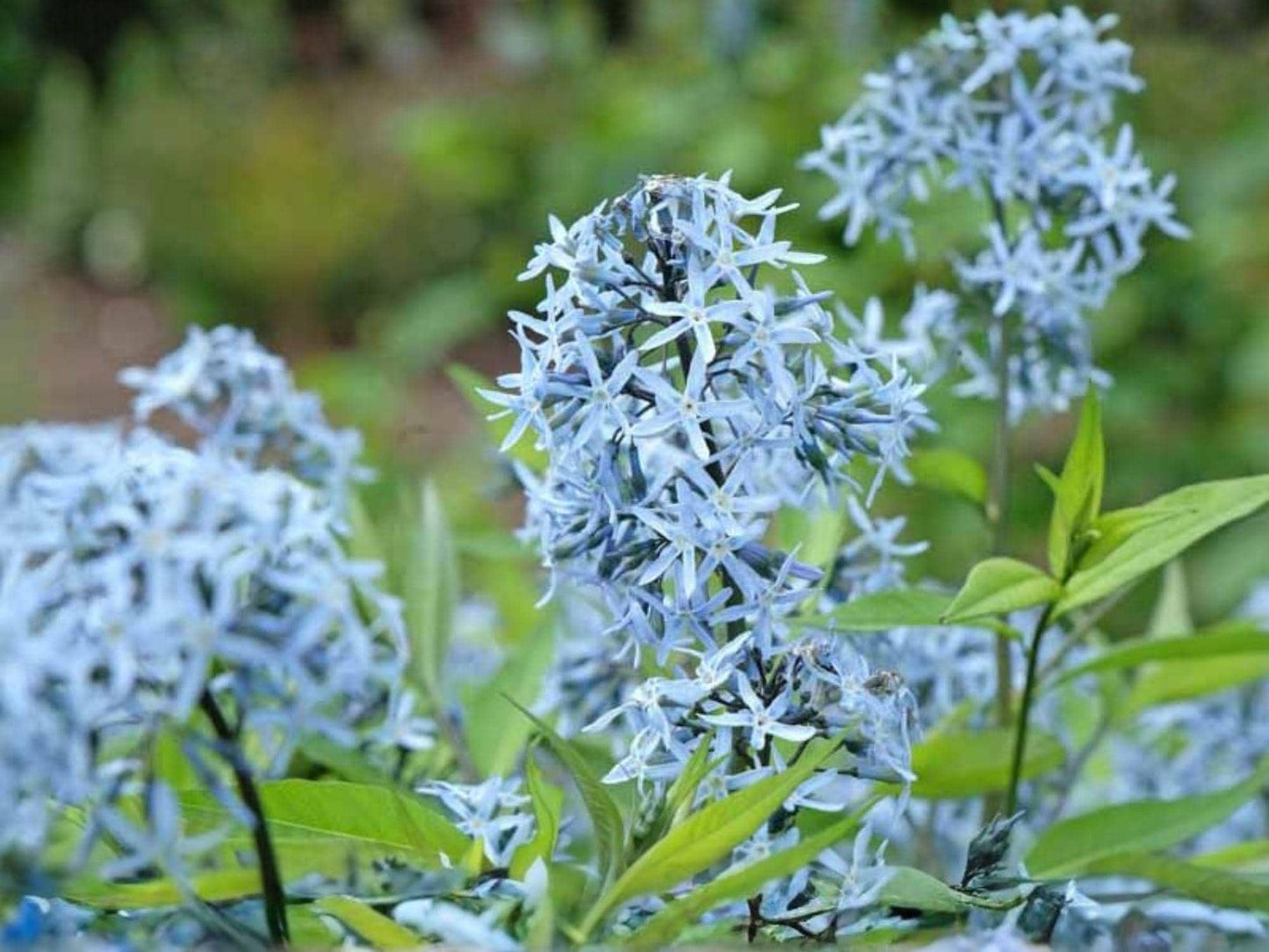 Eastern Bluestar Seeds - Amsonia tabernaemontana Native Perennial Flower for Pollinator Gardens, Cottage & Meadow Landscaping