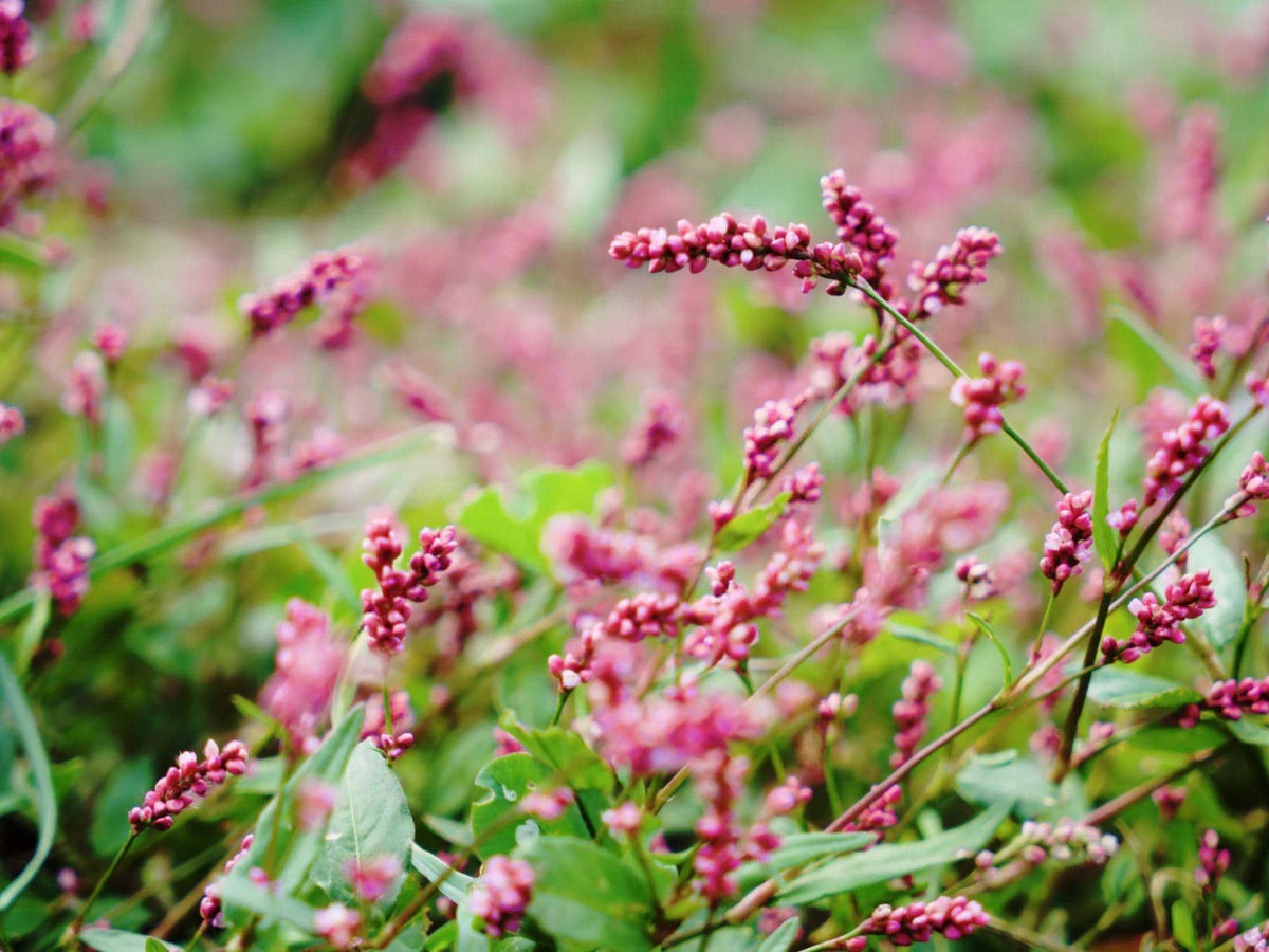 Pinkweed Seeds - Persicaria pensylvanica Native Wildflower for Pollinator Gardens & Naturalized Plantings