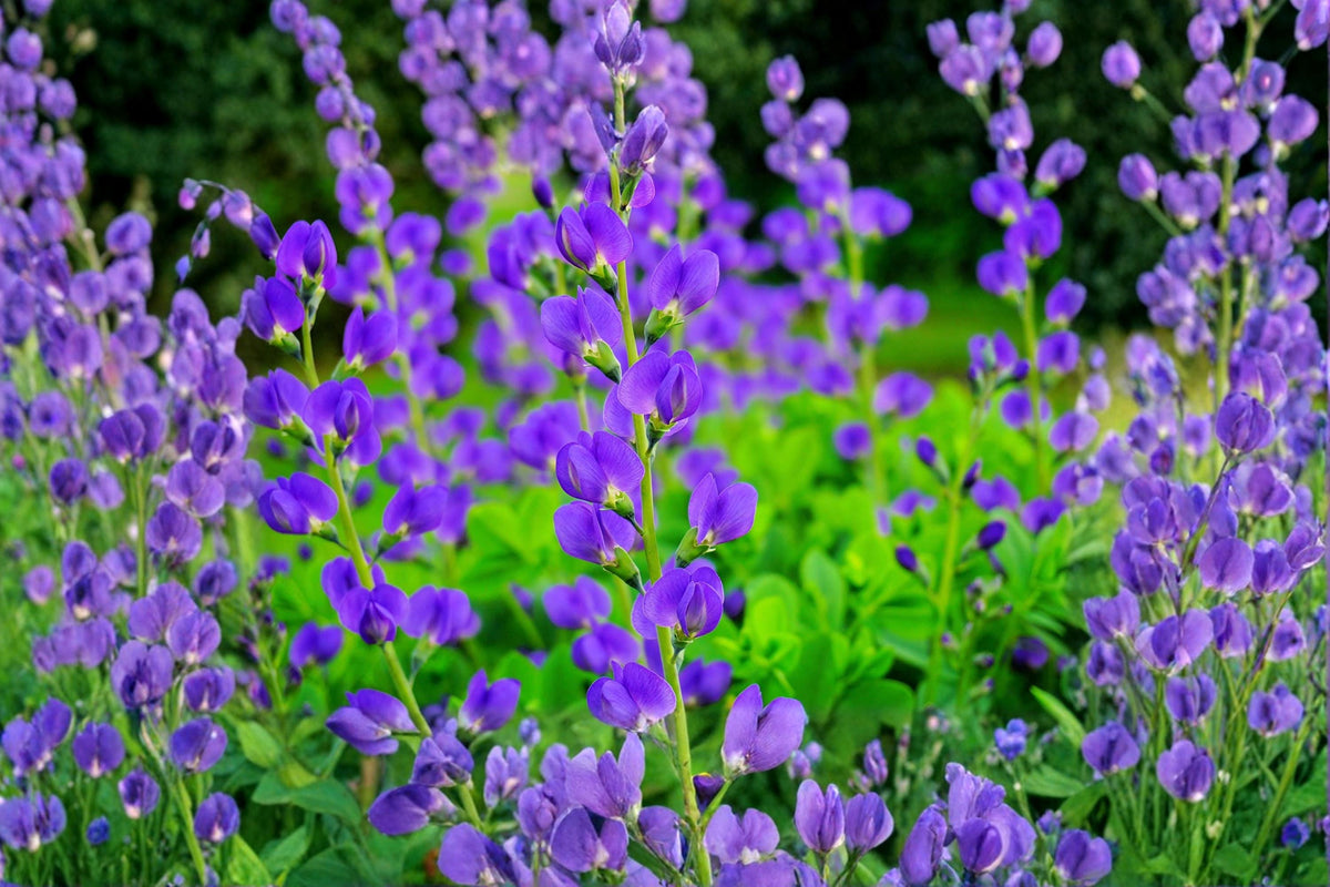 Blue Planet Flossflower Seeds – Ageratum houstonianum, Blue Flowers, Annual Garden Plant, 500 Seeds