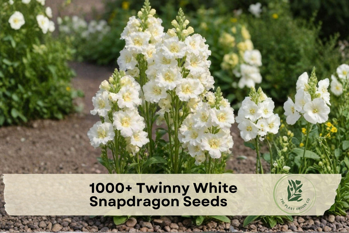 1000+ Twinny White Snapdragon Seeds | Antirrhinum majus for Garden Beds, Borders & Containers | White Flower Seeds