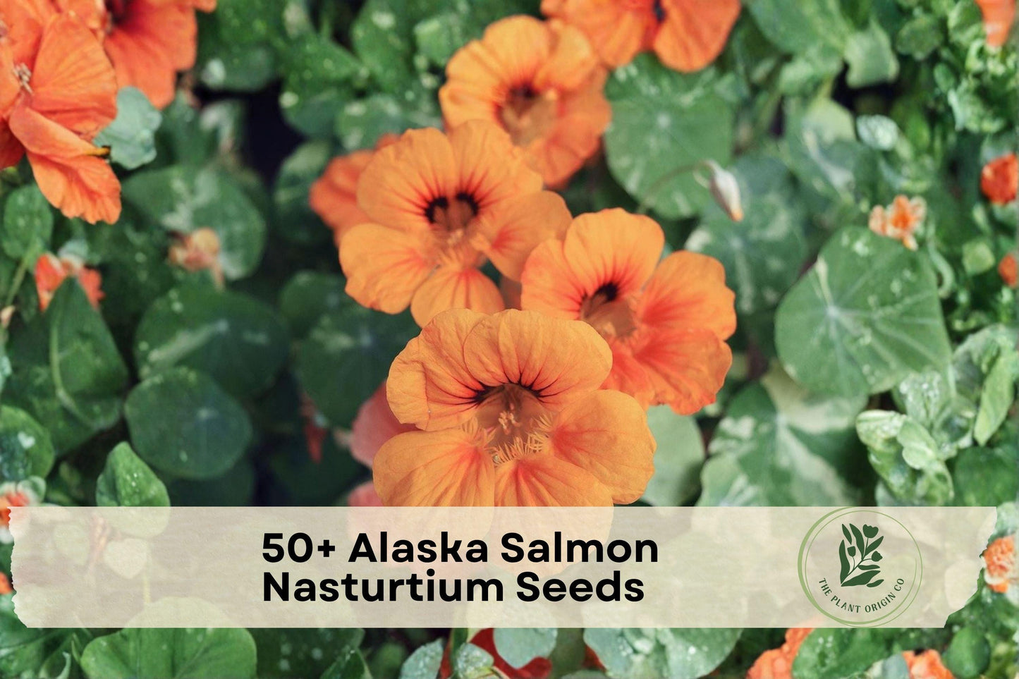 Alaska Salmon Nasturtium Seeds, Trailing Flower, Salmon Color, Tropaeolum majus, Container & Garden Bed Plant