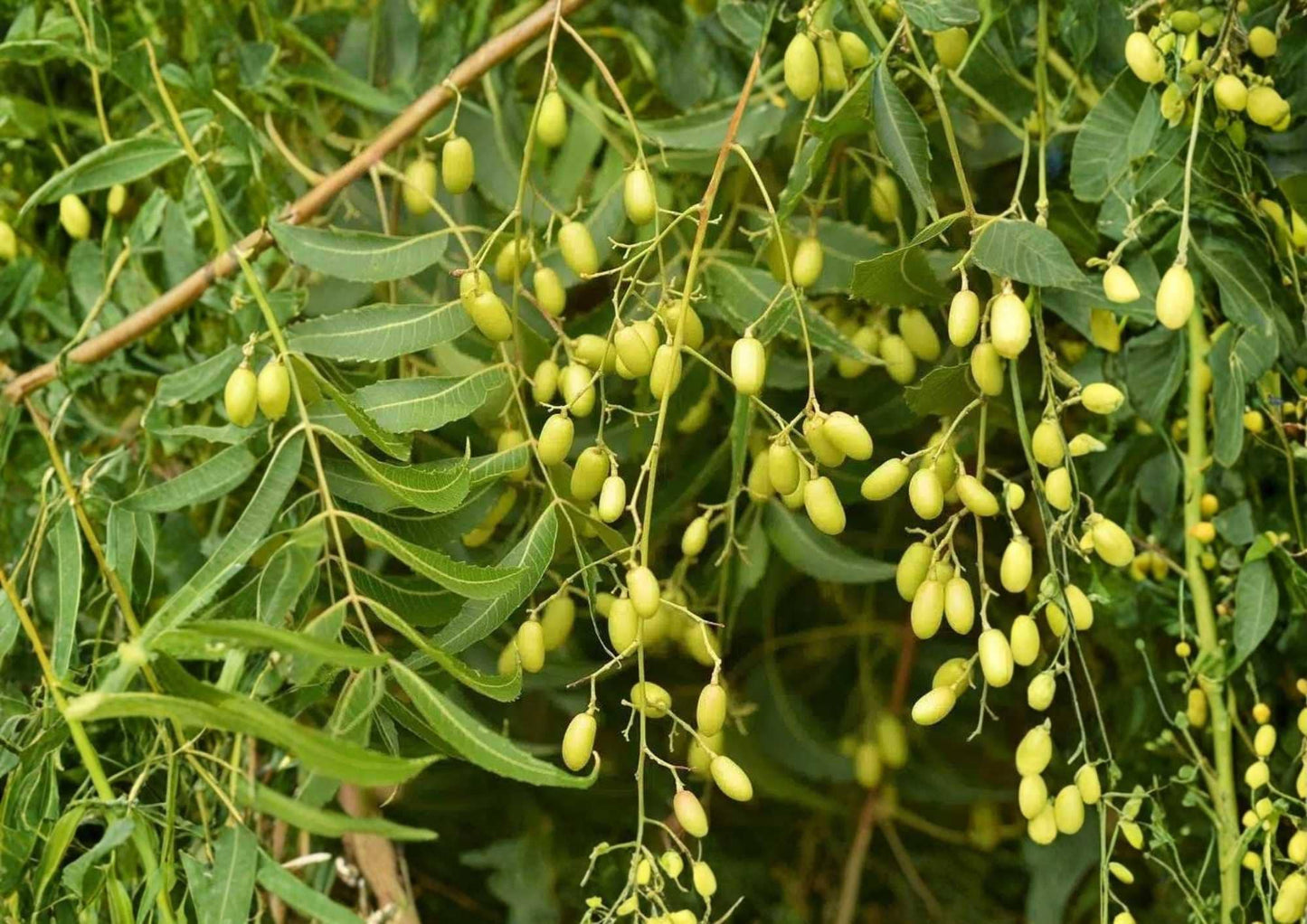 Neem Live Tree – 1-2 Feet Tall Azadirachta indica Tropical Evergreen Tree for Gardens & Landscaping