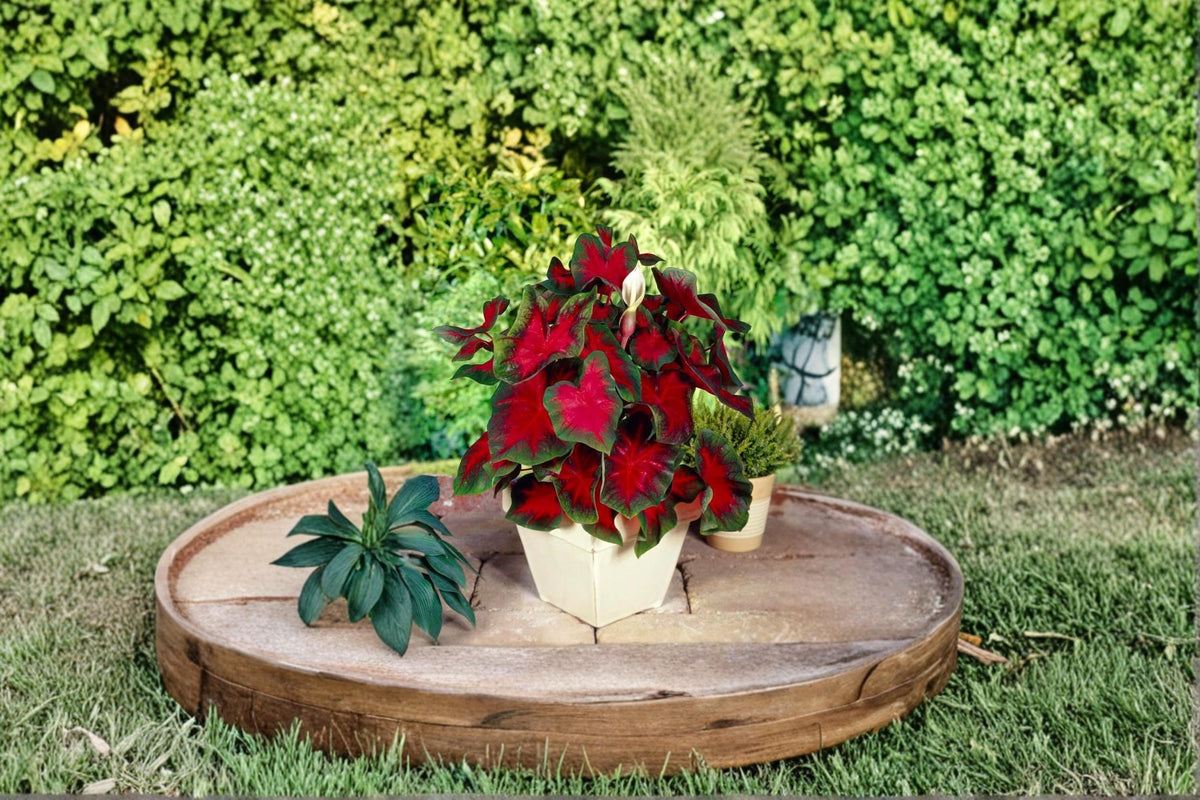 Florida Cardinal Caladium Bulbs – Caladium bicolor, Colorful Foliage Plant for Shade Gardens & Containers, 2 Bulbs