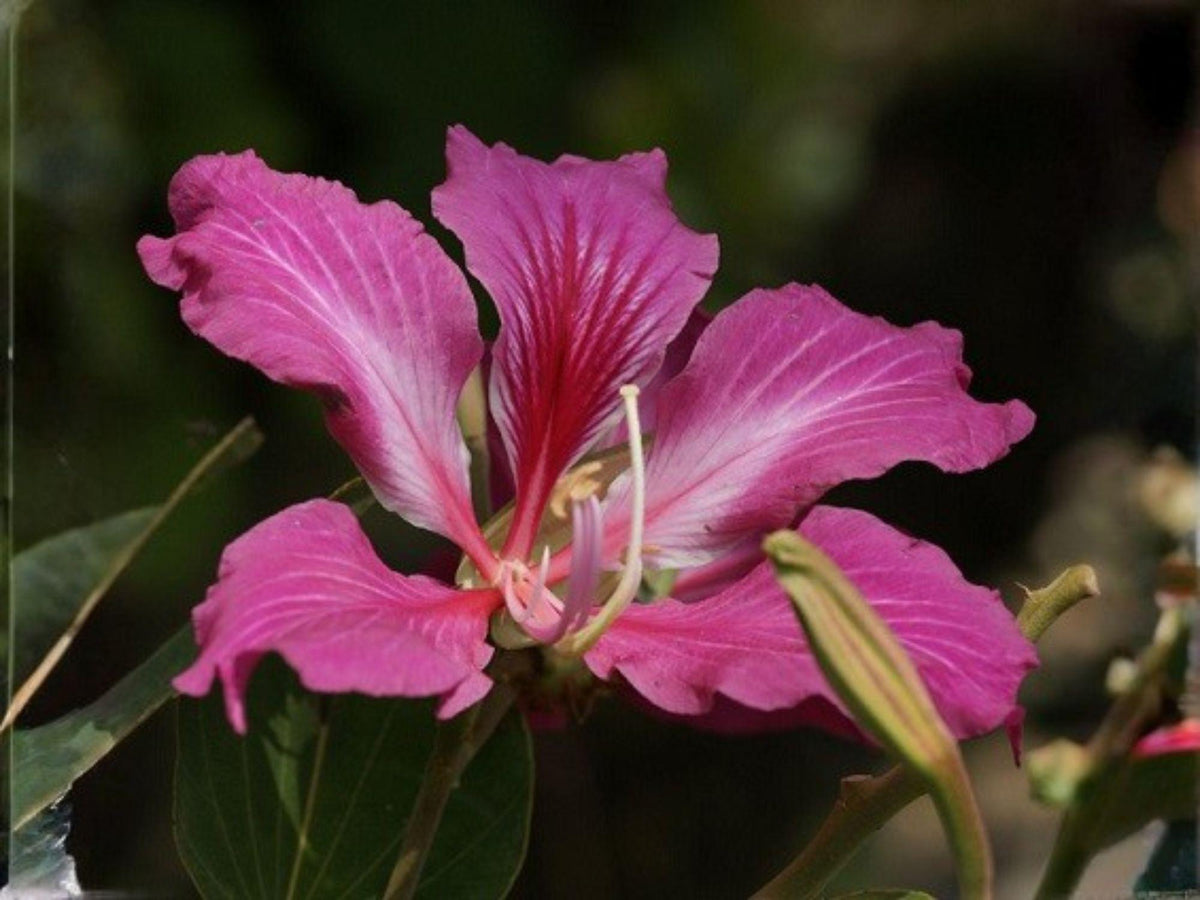 Bauhinia purpurea Seeds – Purple Orchid Tree Heirloom Non-GMO Tropical Flowering Tree for Garden, Butterfly, Ornamental Plant