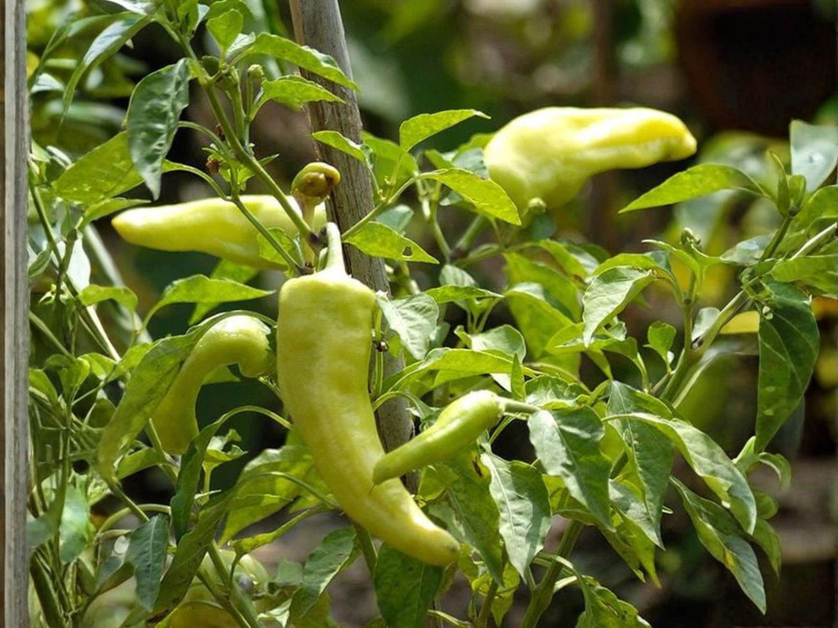 Cubanelle Italian Sweet Pepper Seeds – Heirloom, Non-GMO, Open-Pollinated, Capsicum annuum, Frying Vegetable, Mild Sweet Flavor