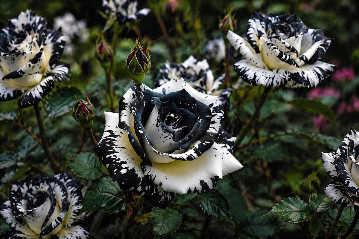 Rare Black & White Rose Seeds - 20 Non-GMO Heirloom Rosa spp. for Garden Planting, Unique Floral Variety