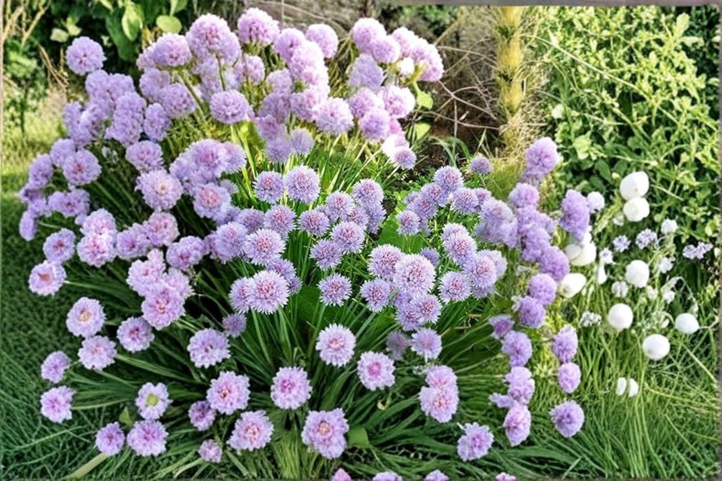 Wild Chives Seeds – Allium schoenoprasum, Perennial Herb, 200 Seeds for Garden & Container Planting