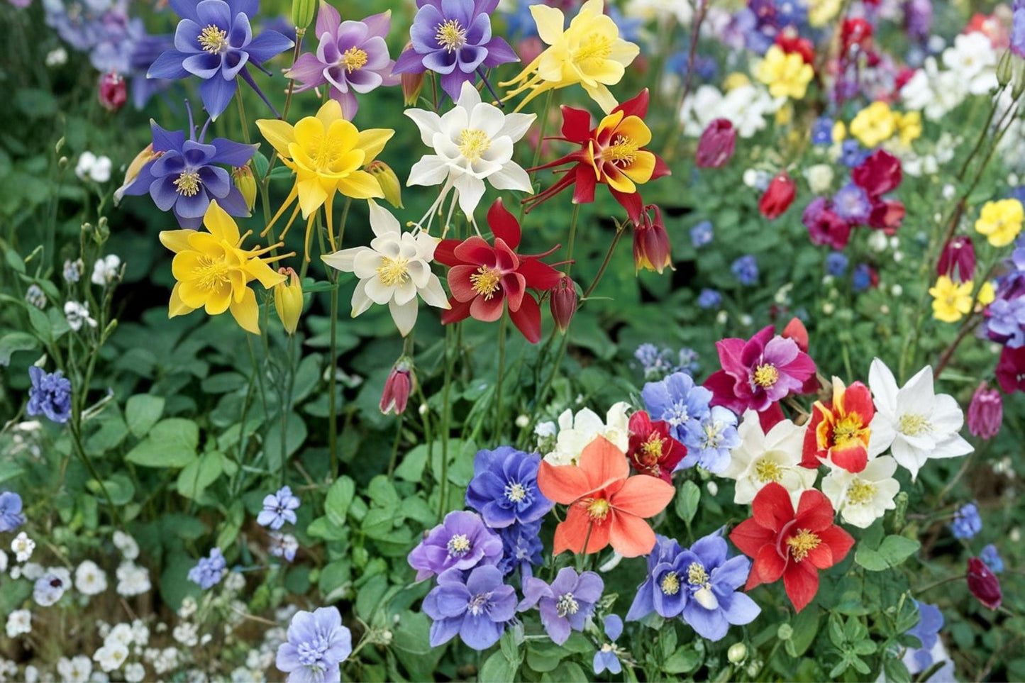 Multicolor Columbine Seeds – Aquilegia spp. Perennial Flowering Plant for Garden Beds & Borders