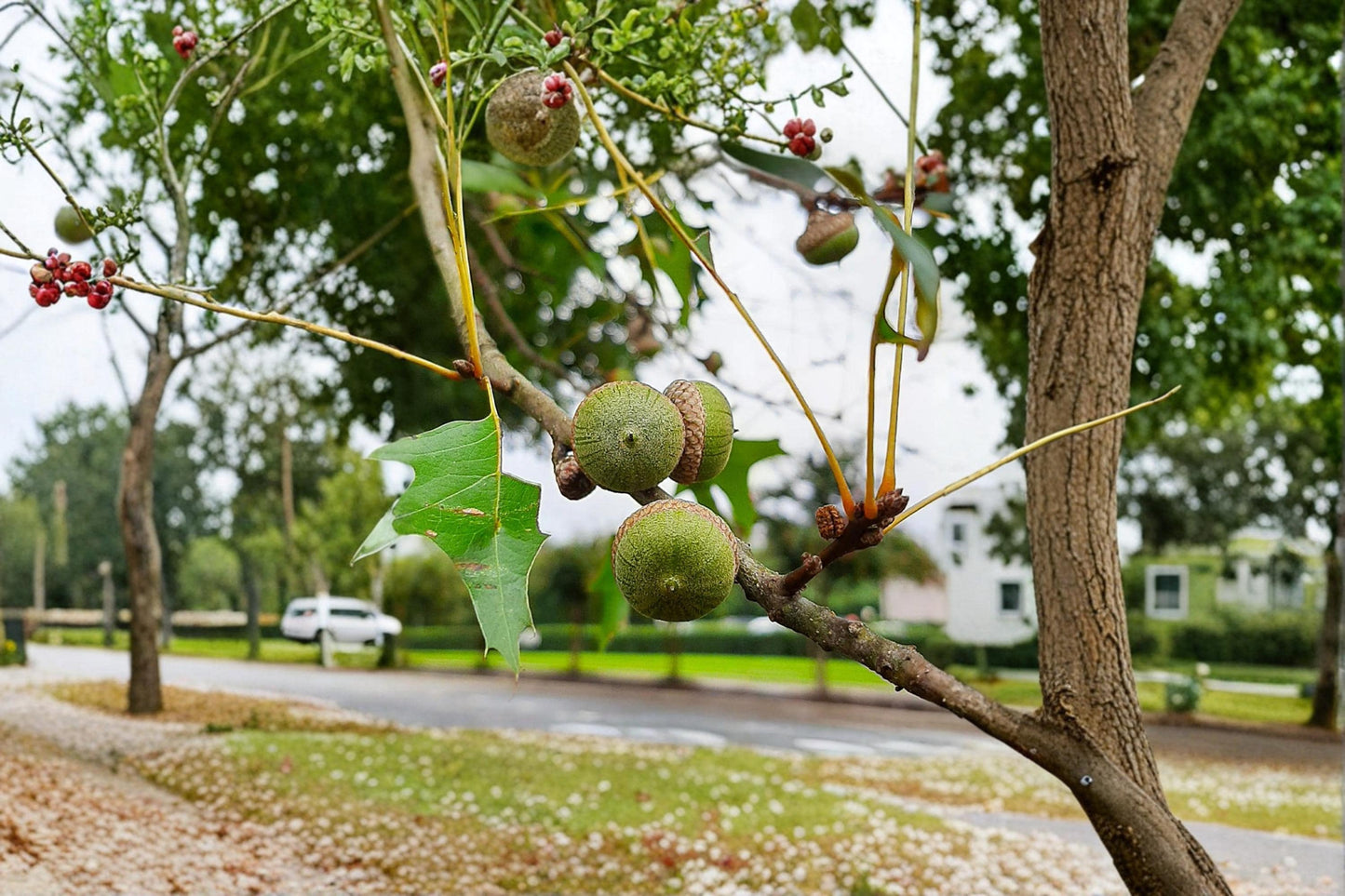 Pin Oak Seeds – Quercus palustris – Deciduous Landscape Tree for Garden, Park & Outdoor Planting