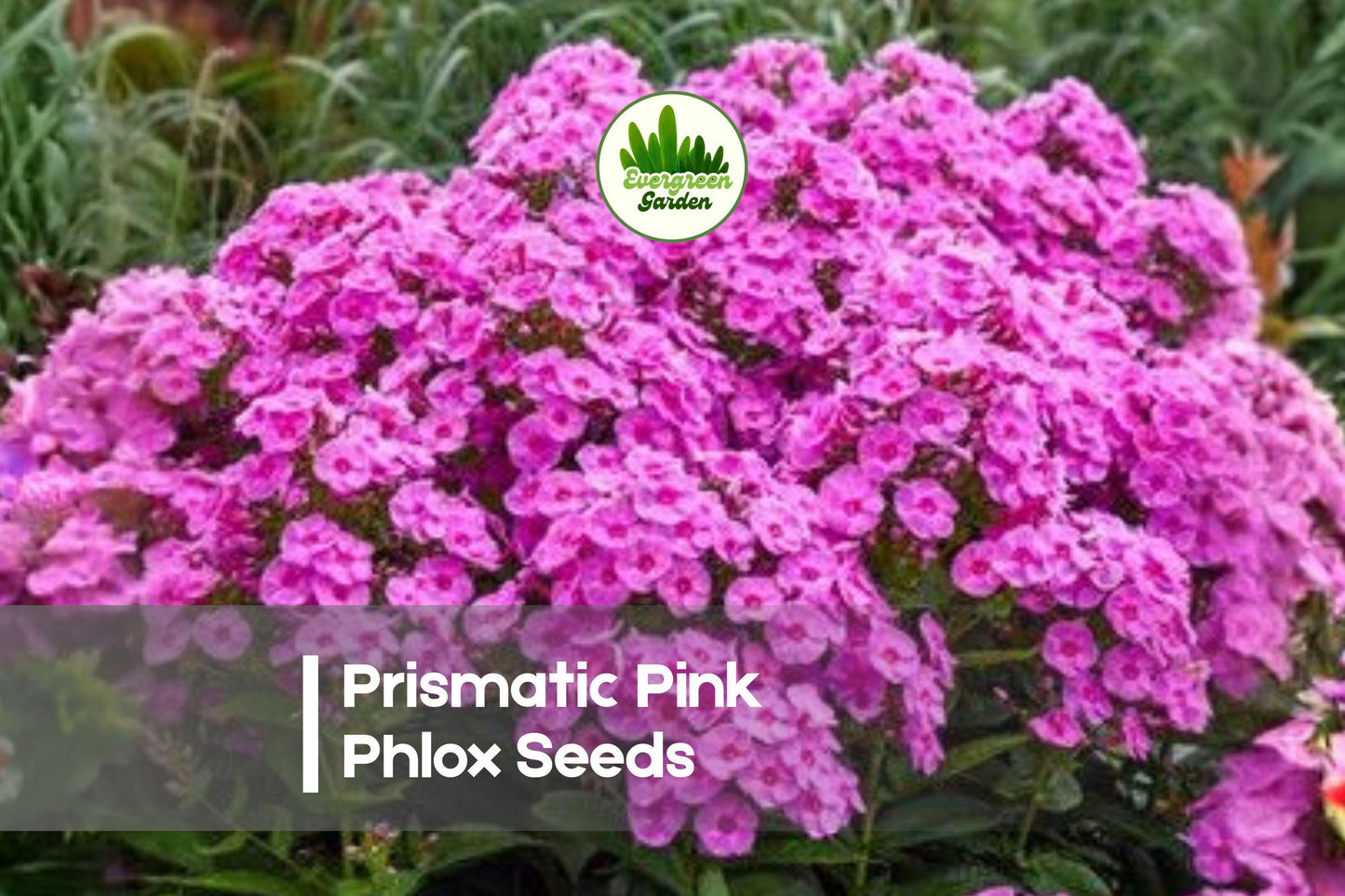 Prismatic Pink Phlox Seeds – Bright Pink Annual Flower for Borders, Beds & Pollinator Gardens – Phlox drummondii, 100+ Seeds
