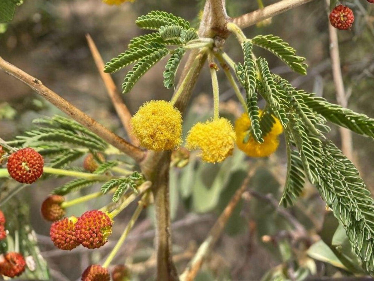 Acacia Nilotica Seeds for Planting | Drought-Tolerant Ornamental Tree | Gum Arabic Tree | Vachellia nilotica Botanical Seeds