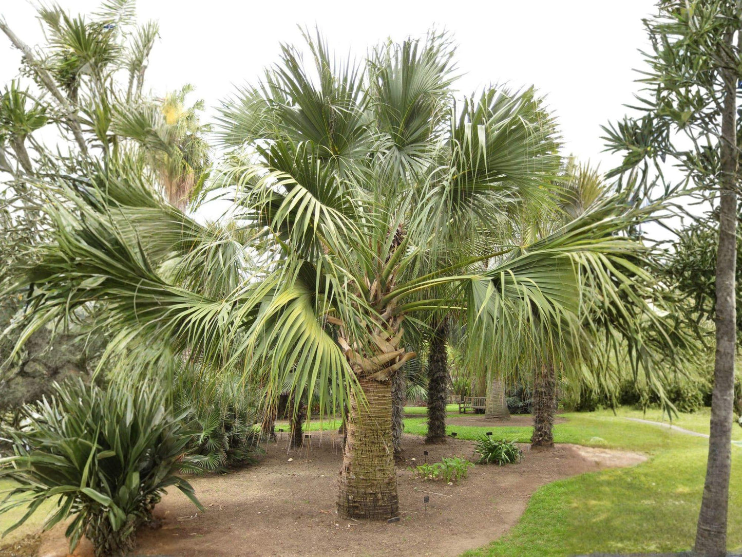 Sabal Palmetto Seeds for Planting | Cabbage Palm Tree | Coastal Tropical Palmetto | Hardy Palm Seeds