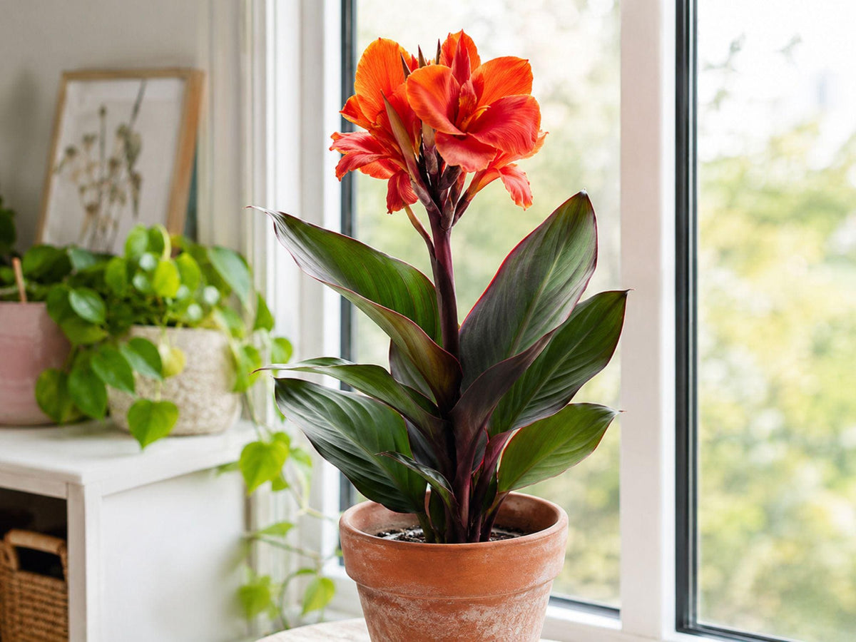 Lucifer Canna Lily Bulbs – Tropical Summer Red Flowers & Lush Foliage – Canna indica Perennial for Garden & Container Planting