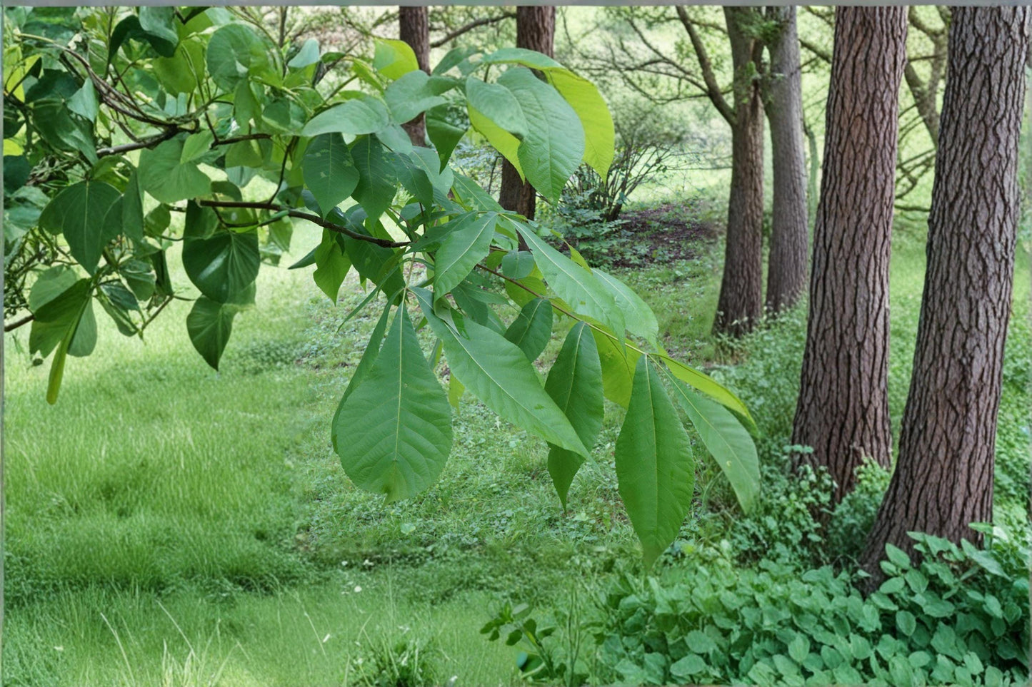 Shellbark Hickory Seedling – Carya laciniosa, Nut Tree, Deciduous Landscape Tree, Live Plant for Outdoor Garden