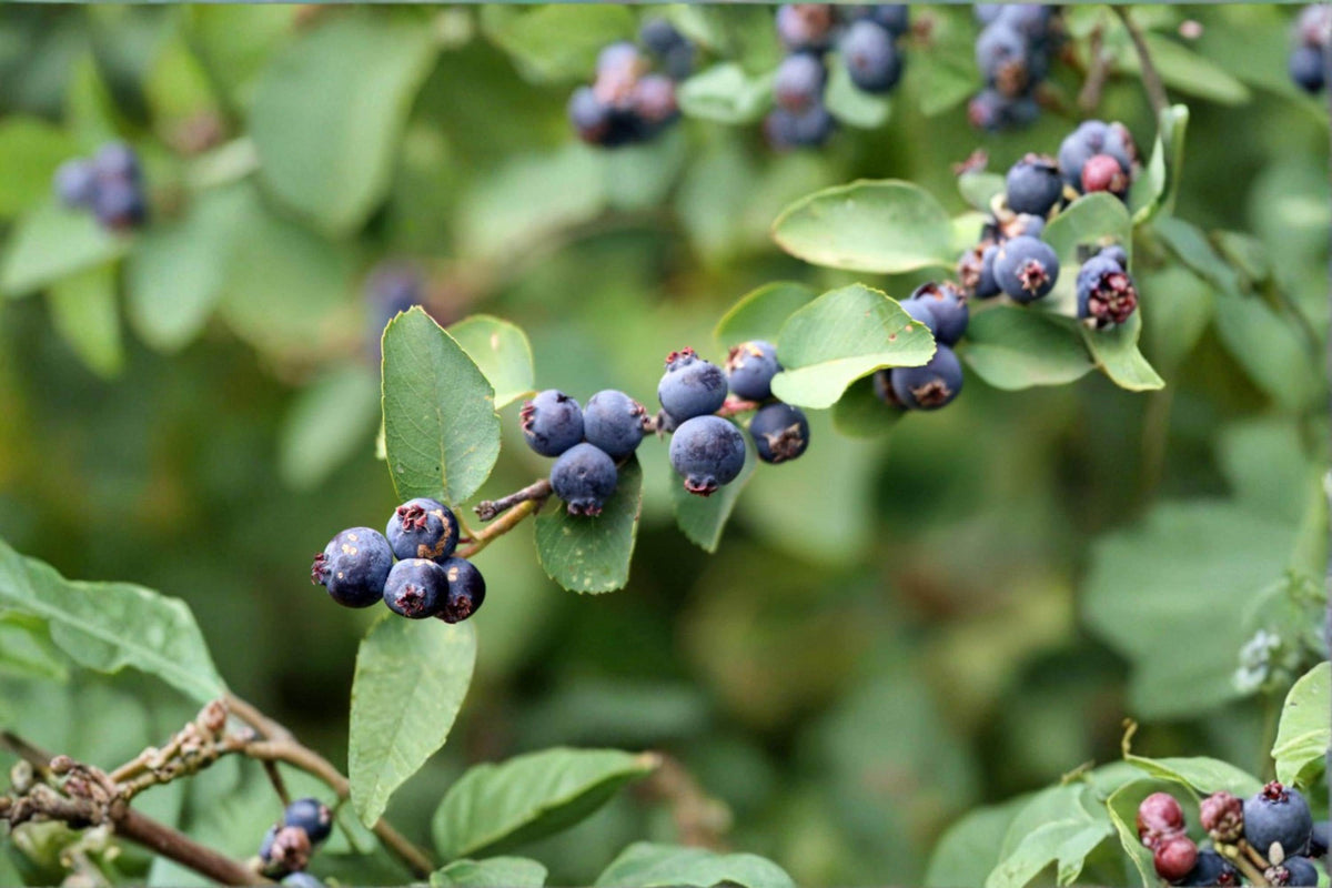 Saskatoon Serviceberry Seeds – Amelanchier alnifolia Berry Producing Shrub for Garden, Landscape & Edible Plant