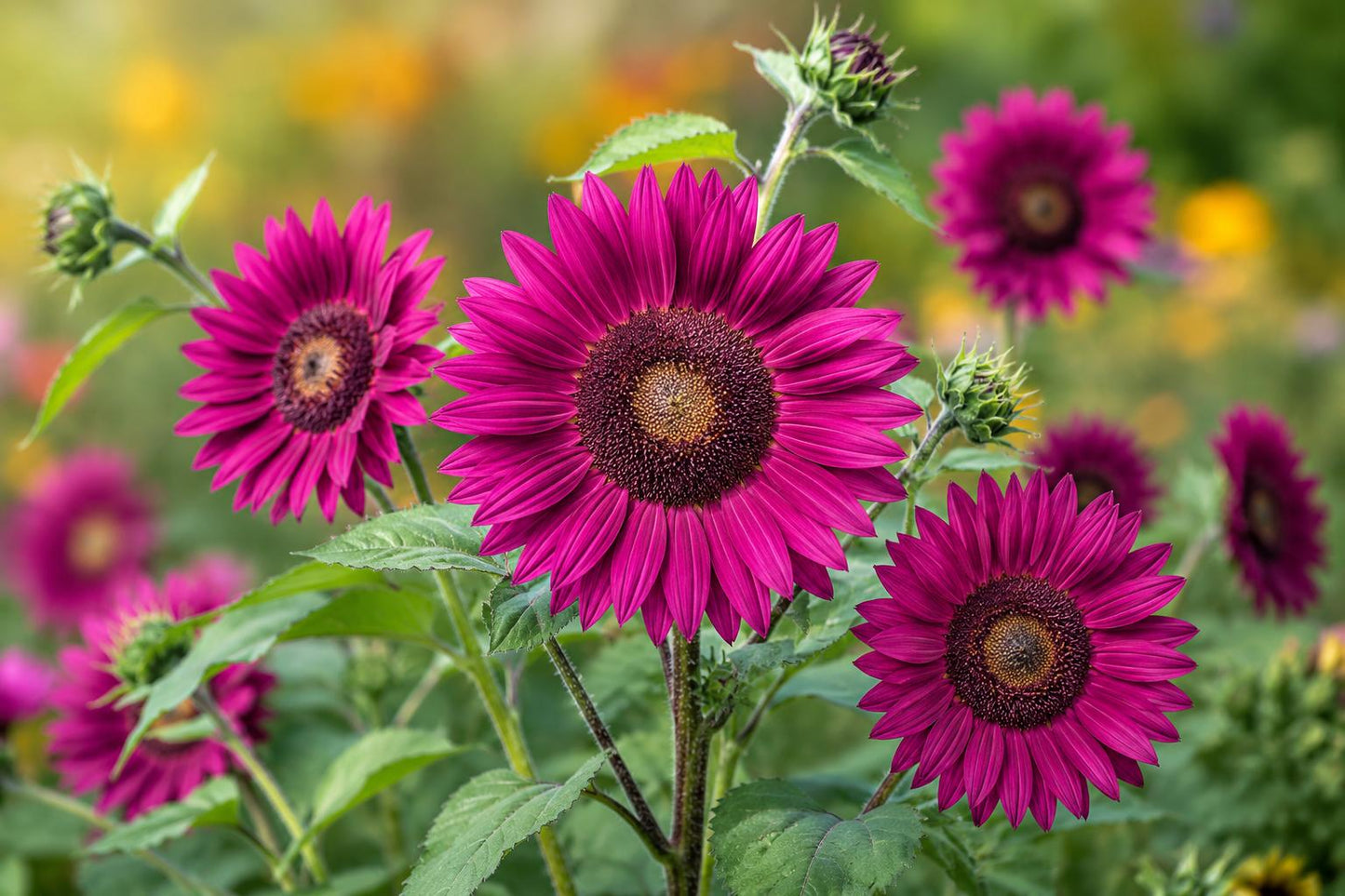 Purple Sunflower Seeds - 50pcs Non-GMO Heirloom Helianthus annuus for Garden, Cut Flowers & Pollinator Attraction