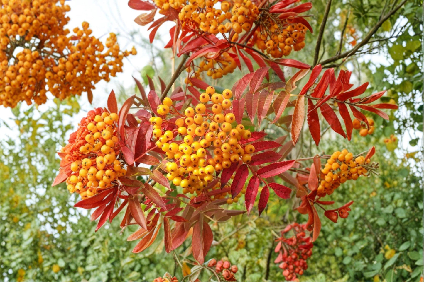 Mountain Ash Seeds – Sorbus aucuparia – Deciduous Tree for Garden & Landscape Planting