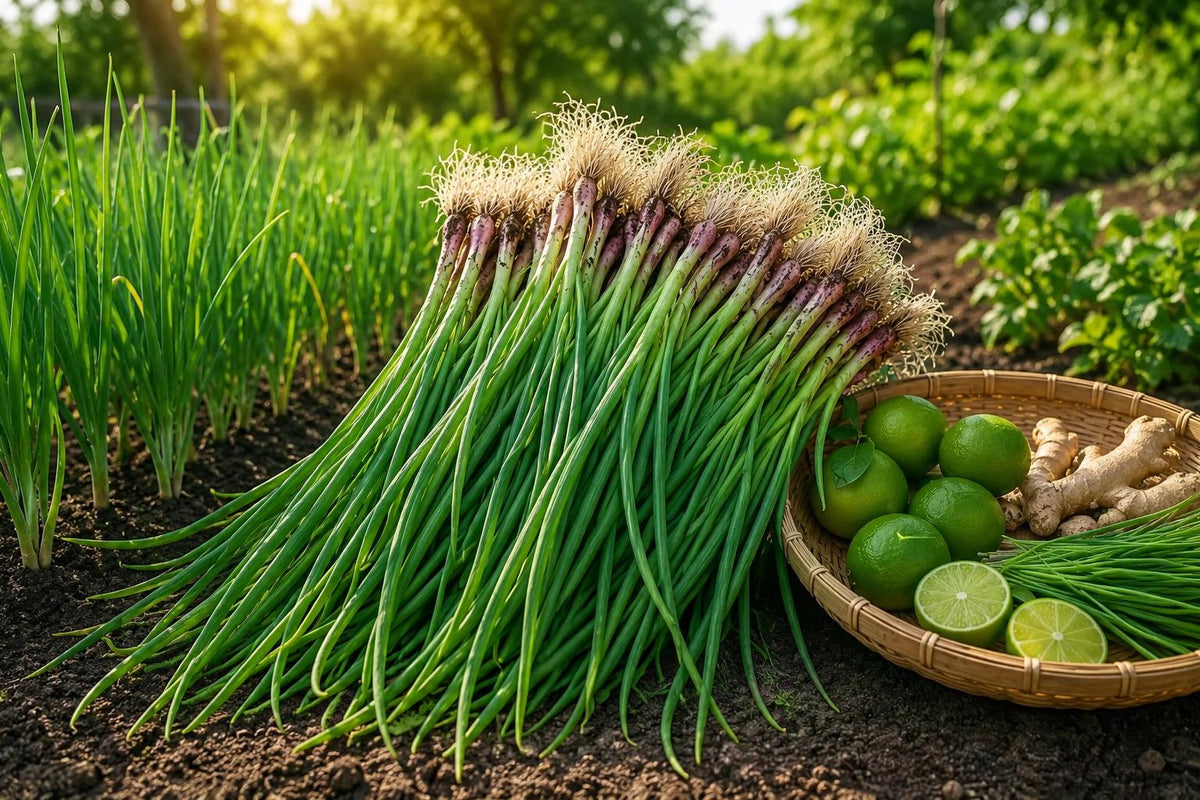 Green Onion Seeds 1000 Pack | Allium fistulosum Bunching Scallion for Kitchen Herb Garden
