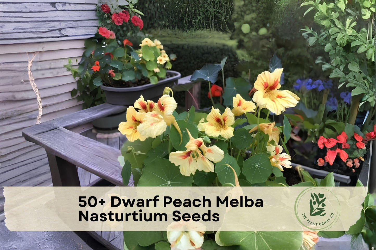 Dwarf Peach Melba Nasturtium Seeds – Bi-Color Flowering Plant for Containers, Borders, Small Gardens – Tropaeolum majus