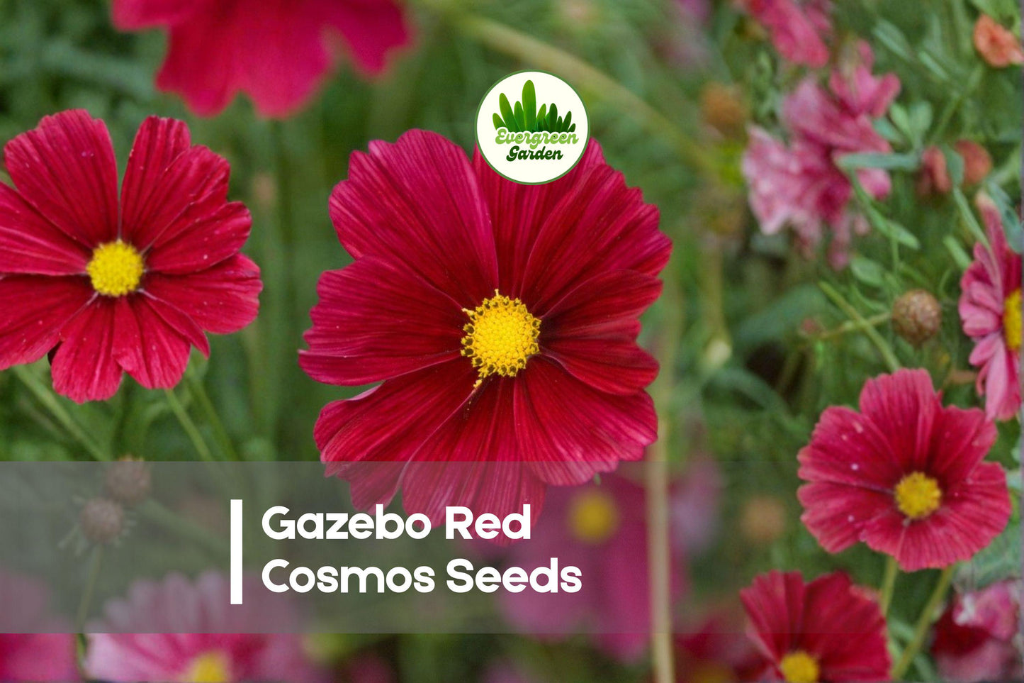 Gazebo Red Cosmos Seeds – 200 Red Flowering Annuals for Borders, Pollinator Gardens, Cosmos bipinnatus