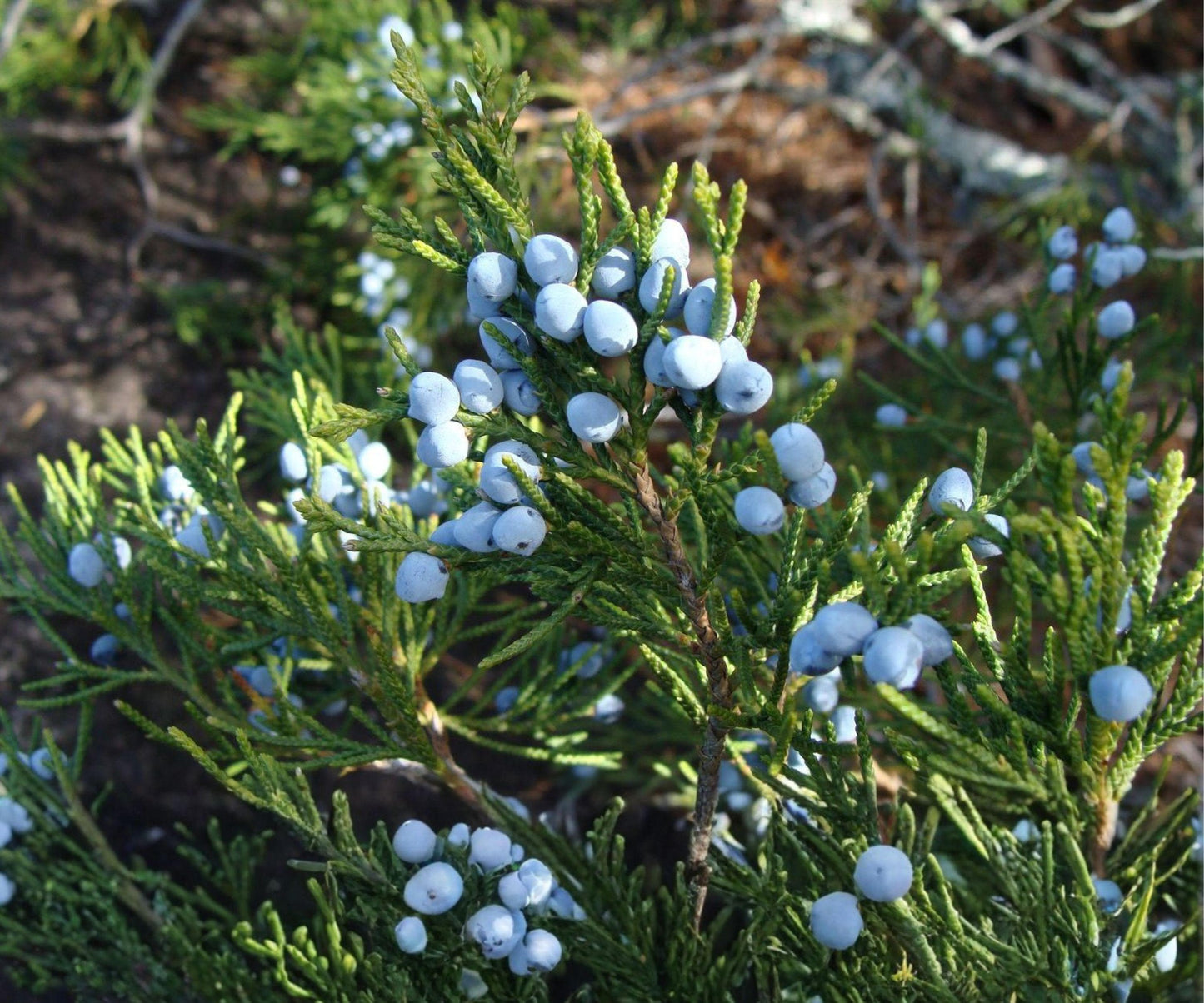Eastern Red Cedar Juniper Seedlings – Live Evergreen Trees, Bare Root, Bonsai Starter Pack, Hardy Outdoor Landscaping Plants