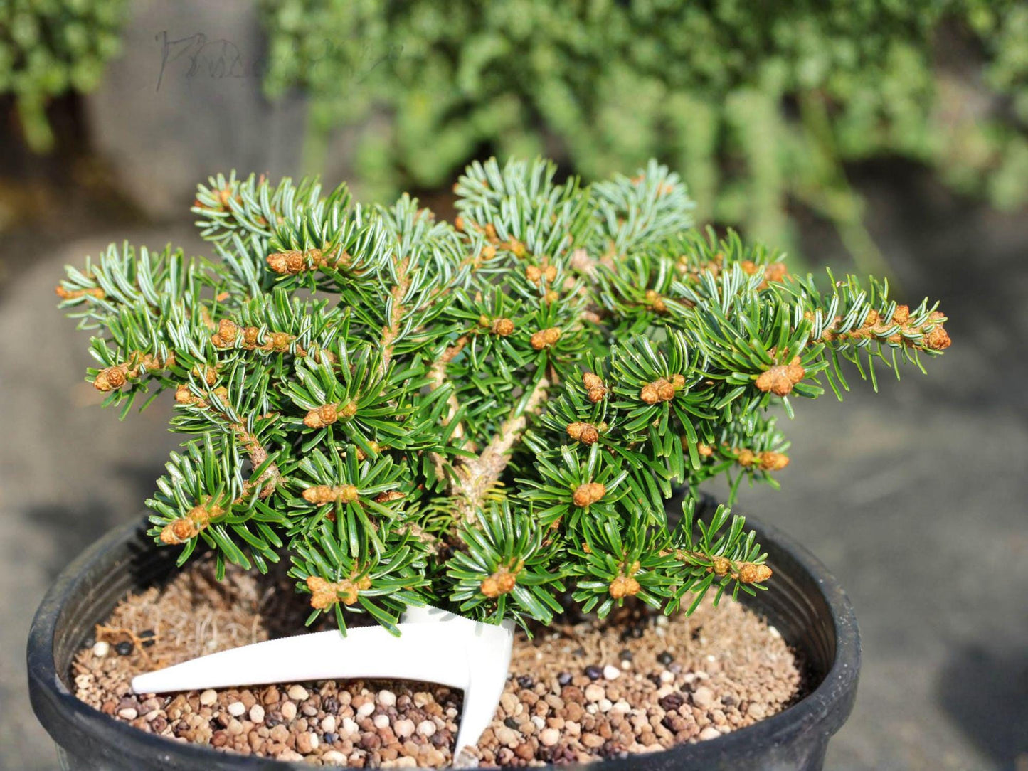 European Silver Fir Seeds – Abies alba Evergreen Conifer for Woodland Gardens & Reforestation