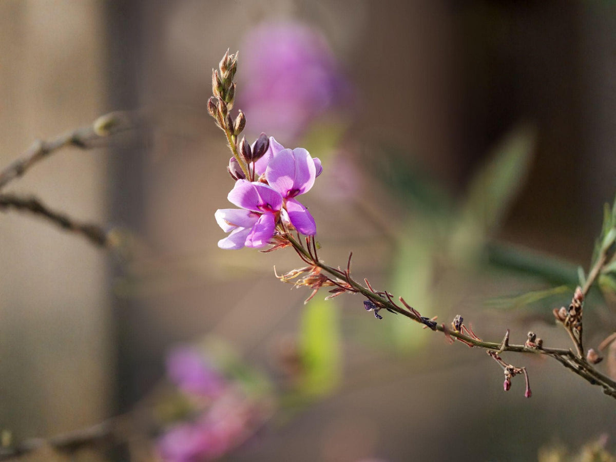 Showy Tick Trefoil Seeds – Native Wildflower for Pollinator Gardens & Prairie Landscapes – Desmodium canadense