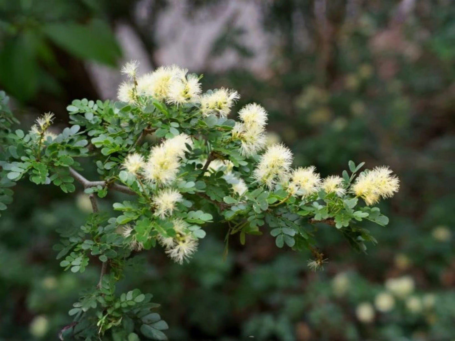Texas Ebony Seeds for Planting – Pithecellobium flexicaule Exotic Evergreen Tree for Bonsai, Xeriscape & Desert Gardens