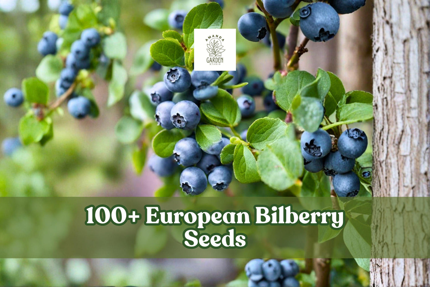European Bilberry Seeds – Vaccinium myrtillus Lowbush Blueberry, Perennial Shrub for Woodland Gardens, 100+ Seeds
