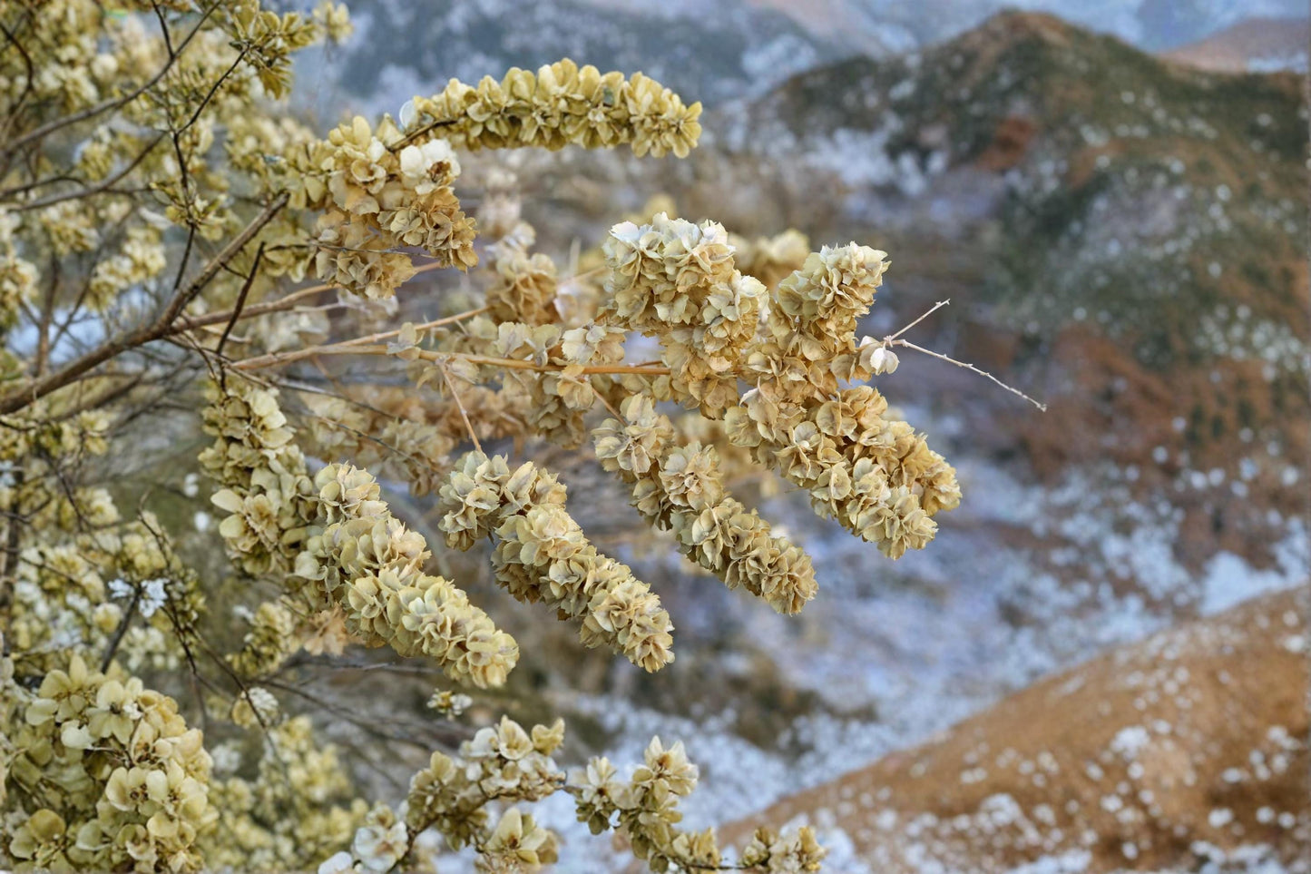 Fourwing Saltbush Seeds – Atriplex canescens Native Drought-Tolerant Shrub for Xeriscape & Wildlife Gardens