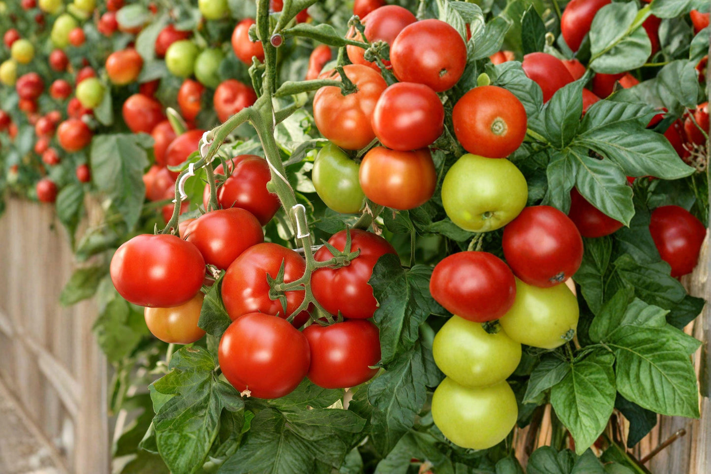 Manitoba Tomato Seeds – Heirloom Slicing Variety – Solanum lycopersicum – Red Fruit, Determinate, Full Sun, 38 Seeds