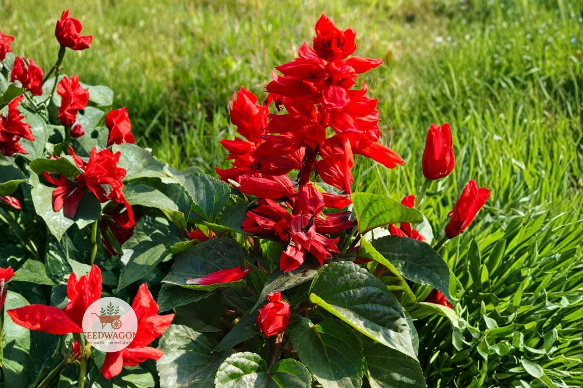 Scarlet Sage Seeds, Salvia coccinea, Red Wildflower, Butterfly & Hummingbird Garden, Pollinator Friendly, Heirloom, 50 Seeds