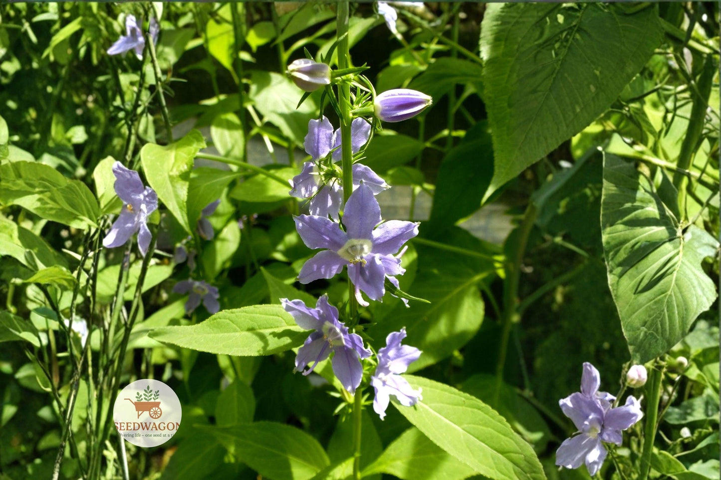 Tall Bellflower Seeds | Native Wildflower | Campanula americana | Blue-Violet Star-Shaped Blooms | Pollinator-Friendly Plant