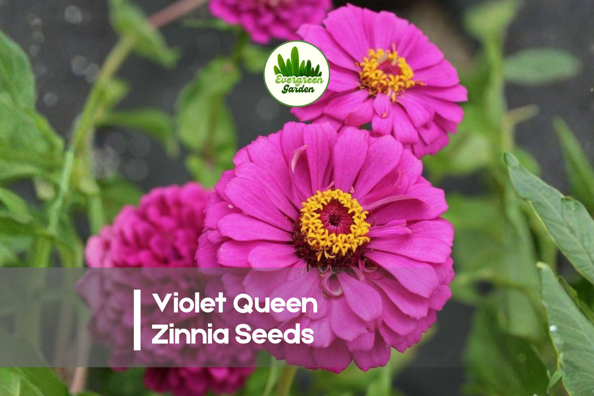 Violet Queen Zinnia Seeds, 100+ Premium Violet Purple Flower Seeds for Summer Blooms, Zinnia elegans